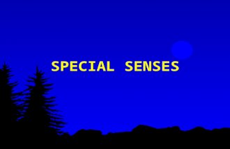 SPECIAL SENSES. the human body is very sensitive to conditions in both its internal and external environment the nervous system collects information about.