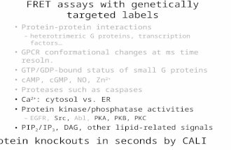 FRET assays with genetically targeted labels Protein-protein interactions –heterotrimeric G proteins, transcription factors… GPCR conformational changes.