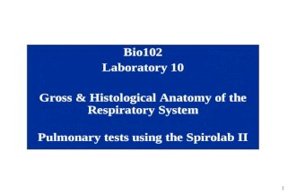 1 Bio102 Laboratory 10 Gross & Histological Anatomy of the Respiratory System Pulmonary tests using the Spirolab II.