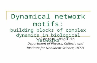 Dynamical network motifs: building blocks of complex dynamics in biological networks Valentin Zhigulin Department of Physics, Caltech, and Institute for.