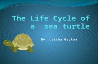 By. Laisha Gaytan. Eggs The female turtle lays eggs. They hach in 50 dys.