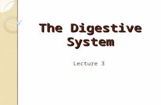 The Digestive System Lecture 3. The organs that compose the digestive system digest, absorb and process nutrients taken in as food. Materials not absorbed.