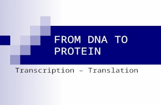 FROM DNA TO PROTEIN Transcription – Translation. I. Overview Although DNA and the genes on it are responsible for inheritance, the day to day operations.