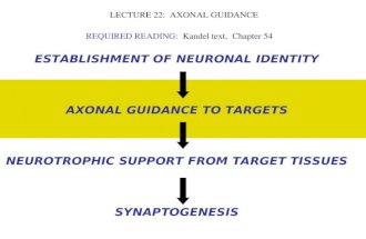 LECTURE 22: AXONAL GUIDANCE REQUIRED READING: Kandel text, Chapter 54 ESTABLISHMENT OF NEURONAL IDENTITY AXONAL GUIDANCE TO TARGETS NEUROTROPHIC SUPPORT.