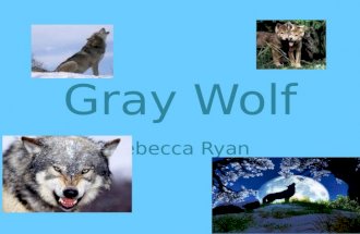 Gray Wolf Rebecca Ryan. Where does this animal live? Gray Wolves live in Canada, Alaska and northern parts of America,Europe and Asia.