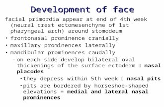Development of face facial primordia appear at end of 4th week (neural crest ectomesenchyme of 1st pharyngeal arch) around stomodeum frontonasal prominence.