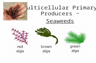 Multicellular Primary Producers ~ Seaweeds. Seaweeds – marine Macroalgae Threee types – red, brown, and green algae Most species are benthic Can be fouling.