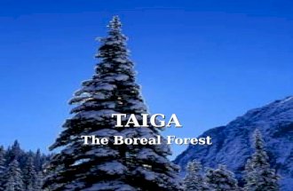 TAIGA The Boreal Forest. Taiga Facts “Taiga” comes from the Russian word for forest “Taiga” comes from the Russian word for forest The taiga is the largest.