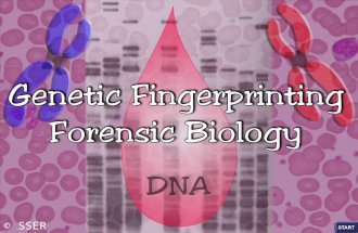 © SSER Ltd.. Genetic fingerprinting is a technique that was developed in 1984 by Alec Jeffreys and his colleagues at the University of Leicester The human.