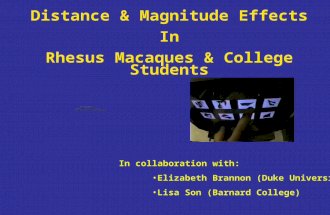 Distance & Magnitude Effects In Rhesus Macaques & College Students In collaboration with: Elizabeth Brannon (Duke University) Lisa Son (Barnard College)