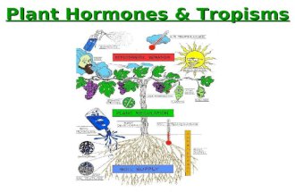 Plant Hormones & Tropisms. Plant hormones “Hormone” was first used to describe substances in animals –“a substance produced in a gland that circulates.