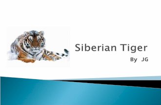By JG.  The Siberian Tiger is in the family Felidae  The Siberian Tiger is in the Genus Panthera  The Siberian Tiger is in the Species Tiger.