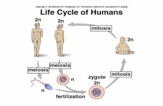 mitosis = nuclear division that produces two daughter cells with thesame number and kinds of chromosomes as the parental cell (cell that divides) chromosome.