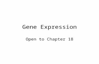 Gene Expression Open to Chapter 18. Dilemma All the DNA in an organism’s cells is basically the same. We have many of the same genes as a fruit fly (abt.