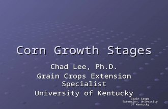 Grain Crops Extension, University of Kentucky Corn Growth Stages Chad Lee, Ph.D. Grain Crops Extension Specialist University of Kentucky.