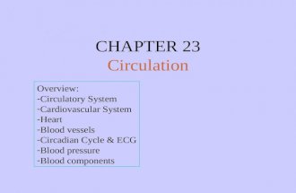 CHAPTER 23 Circulation Overview: -Circulatory System -Cardiovascular System -Heart -Blood vessels -Circadian Cycle & ECG -Blood pressure -Blood components.