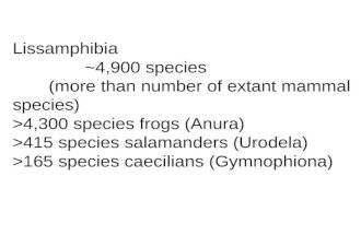 Lissamphibia ~4,900 species (more than number of extant mammal species) >4,300 species frogs (Anura) >415 species salamanders (Urodela) >165 species caecilians.