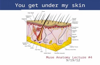 You get under my skin Muse Anatomy Lecture #4 9/19/12.