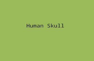 Human Skull. Human Skull – 22 bones 2 parts: 1.Cranium (8 bones fused at sutures) – protects brain, provides muscle attachment, sinuses reduce weight.