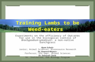 Training Lambs to be Weed-eaters Experiments on the efficiency of Ovis airies for use in the biological control of Brachypodium sylvaticum- a non-native.