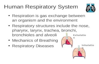 Human Respiratory System Respiration is gas exchange between an organism and the environment Respiratory structures include the nose, pharynx, larynx,