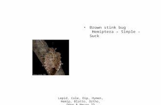 Brown stink bug Hemiptera – Simple - Suck Lepid, Cole, Dip, Hymen, Hemip, Blatto, Ortho, Odon & Neuro ID.