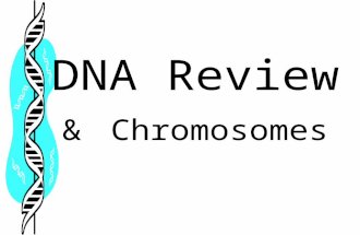 DNA Review & Chromosomes. DNA StRucture Rosalind Franklin- Took first x-ray crystallography pictures of DNA Watson & Crick – used Franklin’s pictures.