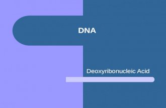 DNA Deoxyribonucleic Acid. What do we remember about Nucleic Acids?