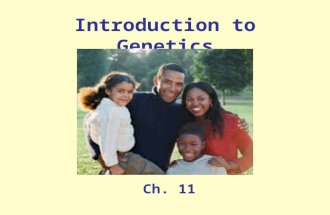 Introduction to Genetics Ch. 11. Write the information on the slides that show this symbol or that is this color.