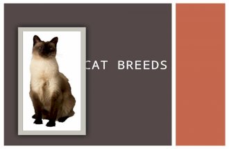 CAT BREEDS. SHORTHAIR BREEDS  Came to US with English settlers  34 recognized color patterns  tabby is the most common color  Medium to large sized.