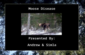 Moose Disease Presented By: Andrew & Simla. Location Moose observed at Elk Island National Park 40 km east of Edmonton in central Alberta, Canada Population.