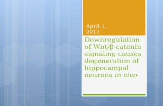 Downregulation of Wnt/ β -catenin signaling causes degeneration of hippocampal neurons in vivo April 1, 2011.