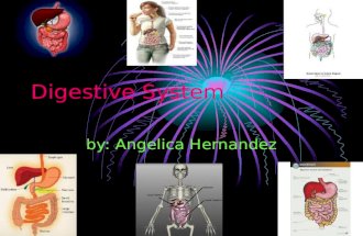 Digestive System by: Angelica Hernandez. Mouth The mouth is used to eat, talk, and breath.