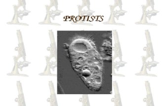 PROTISTS. Domains Classification Review Domain Kingdom Phylum Class Order Family Genus Species.