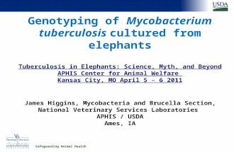 Safeguarding Animal Health Genotyping of Mycobacterium tuberculosis cultured from elephants Tuberculosis in Elephants: Science, Myth, and Beyond APHIS.