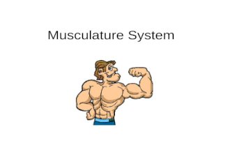 Musculature System. How Muscles and Bones Interact 1. Skeleton muscles generate force and produce movement only by contracting or pulling on body parts.