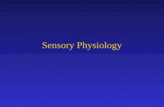 Sensory Physiology. Concepts To Understand Receptor Potential Amplitude Coding Frequency Coding Activation/Inactivation Neural Adaptation Synaptic Depression.