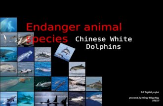 F.2 English project presented by: Wong Wing Ping 2D(33) Endanger animal species Chinese White Dolphins.