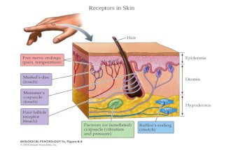 Receptors in Skin. The Structure and Function of the Pacinian Corpuscle as an example of transduction of mechanical to action potentials.