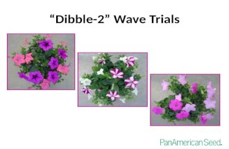 “Dibble-2” Wave Trials. “Dibble-2” Waves: Outline 1.Background information 2.Information about Santa Paula trials 3.Grower trials: Details i.Plug production.