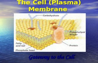 The Cell (Plasma) Membrane Gateway to the Cell. Functions of Cell Membrane 1. Protective barrier 2. 2. Regulates transport in & out of cell (selectively.