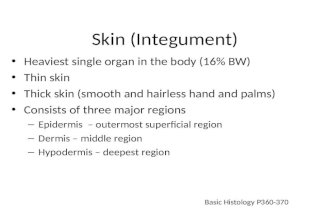 Skin (Integument) Heaviest single organ in the body (16% BW) Thin skin Thick skin (smooth and hairless hand and palms) Consists of three major regions.