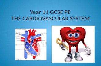Year 11 GCSE PE THE CARDIOVASCULAR SYSTEM. OBJECTIVES TO KNOW THE JOURNEY OF BLOOD THROUGH THE CARDIOVASCULAR SYSTEM TO UNDERSTAND HOW THE HEART WORKS.