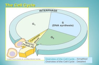 The Cell Cycle Overview of the Cell Cycle - Overview of the Cell Cycle - Simplified Overview of the Cell CycleOverview of the Cell Cycle - Detailed.