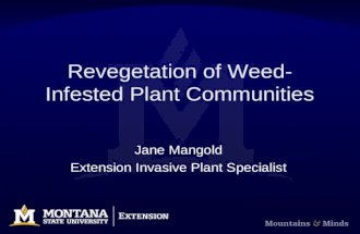 Revegetation of Weed- Infested Plant Communities Jane Mangold Extension Invasive Plant Specialist.