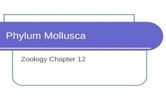 Phylum Mollusca Zoology Chapter 12. Phylum Mollusca Phylum Mollusca includes snails and slugs, oysters and clams, and octopuses and squids.