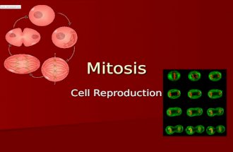 Mitosis Cell Reproduction. Mitosis Definition: Cell Division that produces two cells that are identical to each other and to the parent cell. Definition: