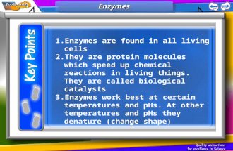 1.Enzymes are found in all living cells 2.They are protein molecules which speed up chemical reactions in living things. They are called biological catalysts.