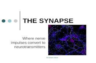 THE SYNAPSE Where nerve impulses convert to neurotransmitters The Sanger Institute.