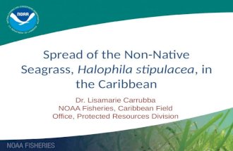 Dr. Lisamarie Carrubba NOAA Fisheries, Caribbean Field Office, Protected Resources Division Spread of the Non-Native Seagrass, Halophila stipulacea, in.
